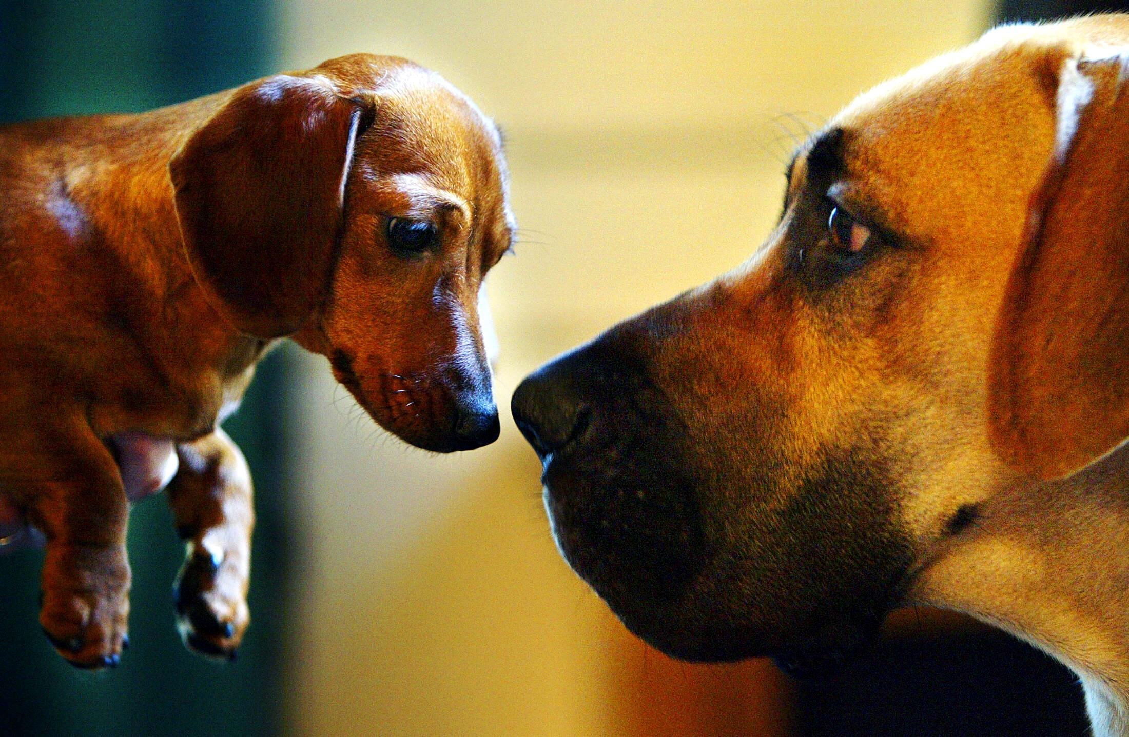 ¿Existe el Alzheimer en los perros?