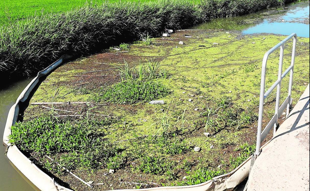 Los restos se acumulan en una de las acequias de la Albufera. 