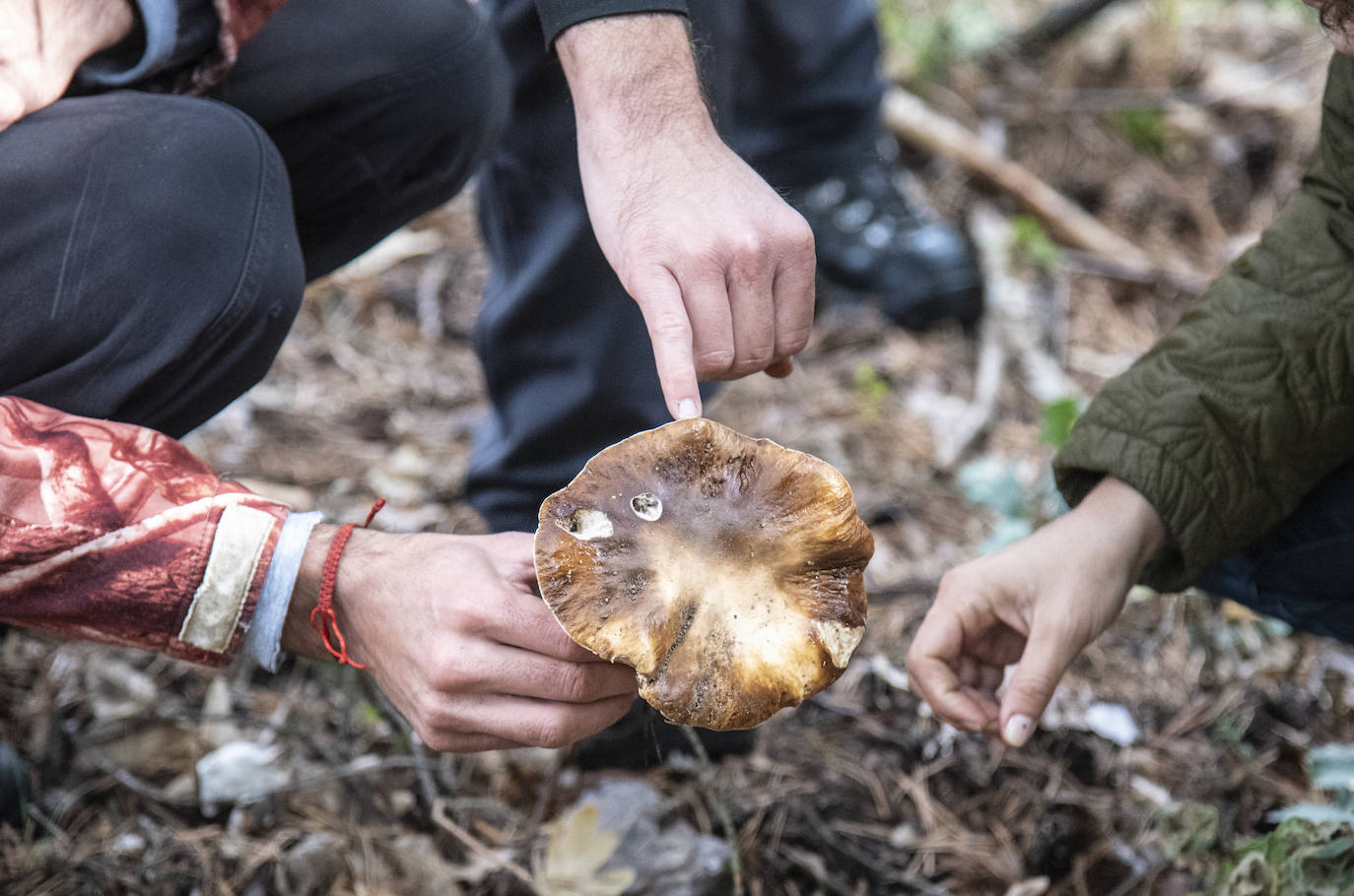 No todas las setas son de otoño, pero el otoño constituye una temporada venerable para los frutos de los hongos, y en consecuencia para nuestras despensas. Viajamos con Clara Puig y Borja Susilla, del restaurante Tula de Jávea hasta los cercanos montes de Teruel, en las inmediaciones de Tramacastilla, en busca de setas de temporada.