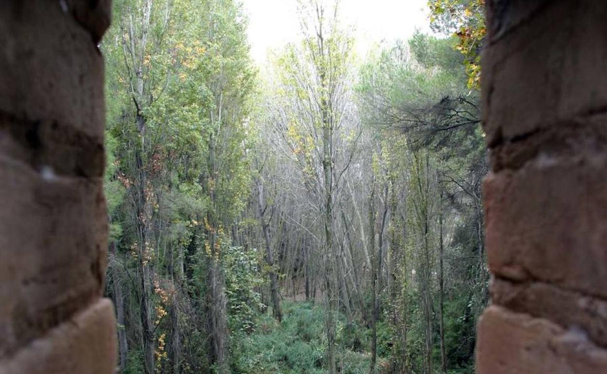 Vistas del bosque de la Vallesa ubicado en el término municipal de Paterna. 