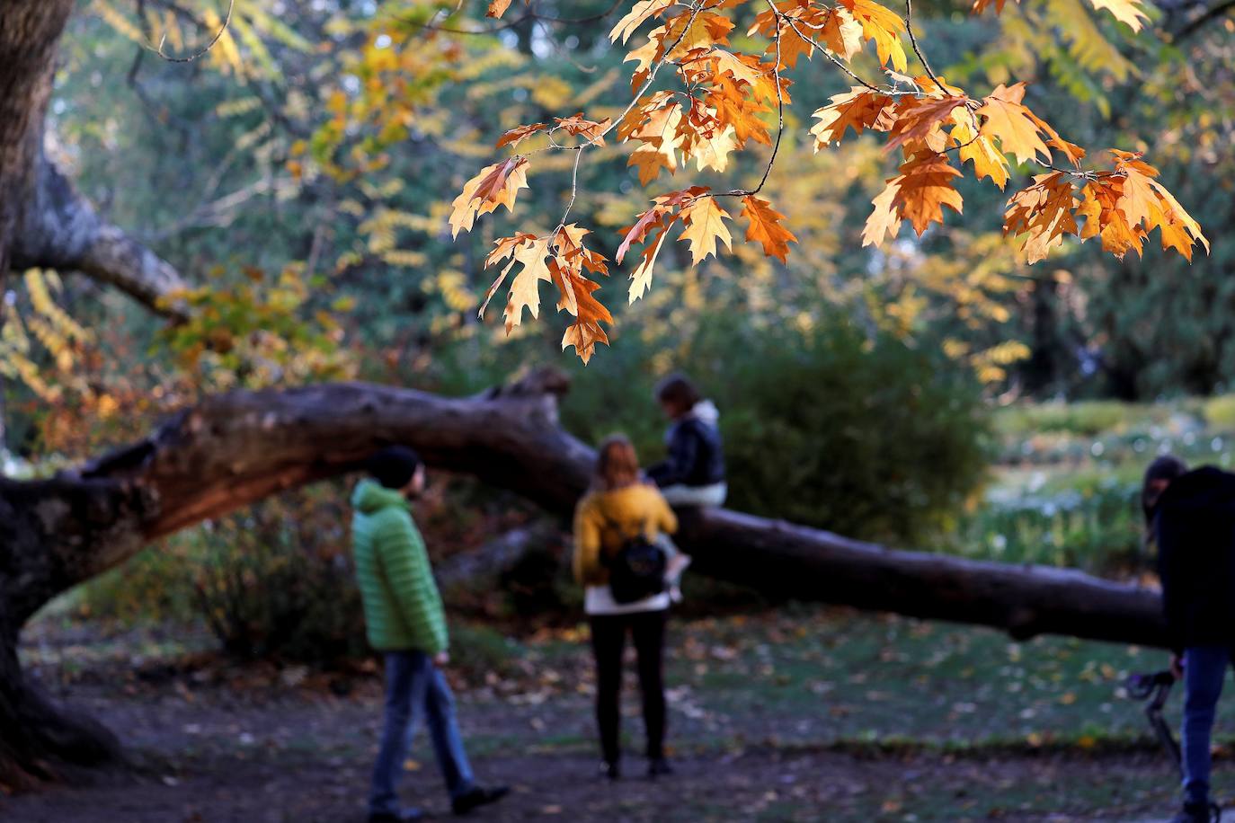 El otoño para muchos es la estación más bonita del año, en la que el frío comienza a abrirse paso entre un tinte de colores cálidos que cubre cada rincón. El verde se transforma en tonos naranjas que dejan paisajes dignos de películas, como el de la imagen, en Kemeri (Latvia). 