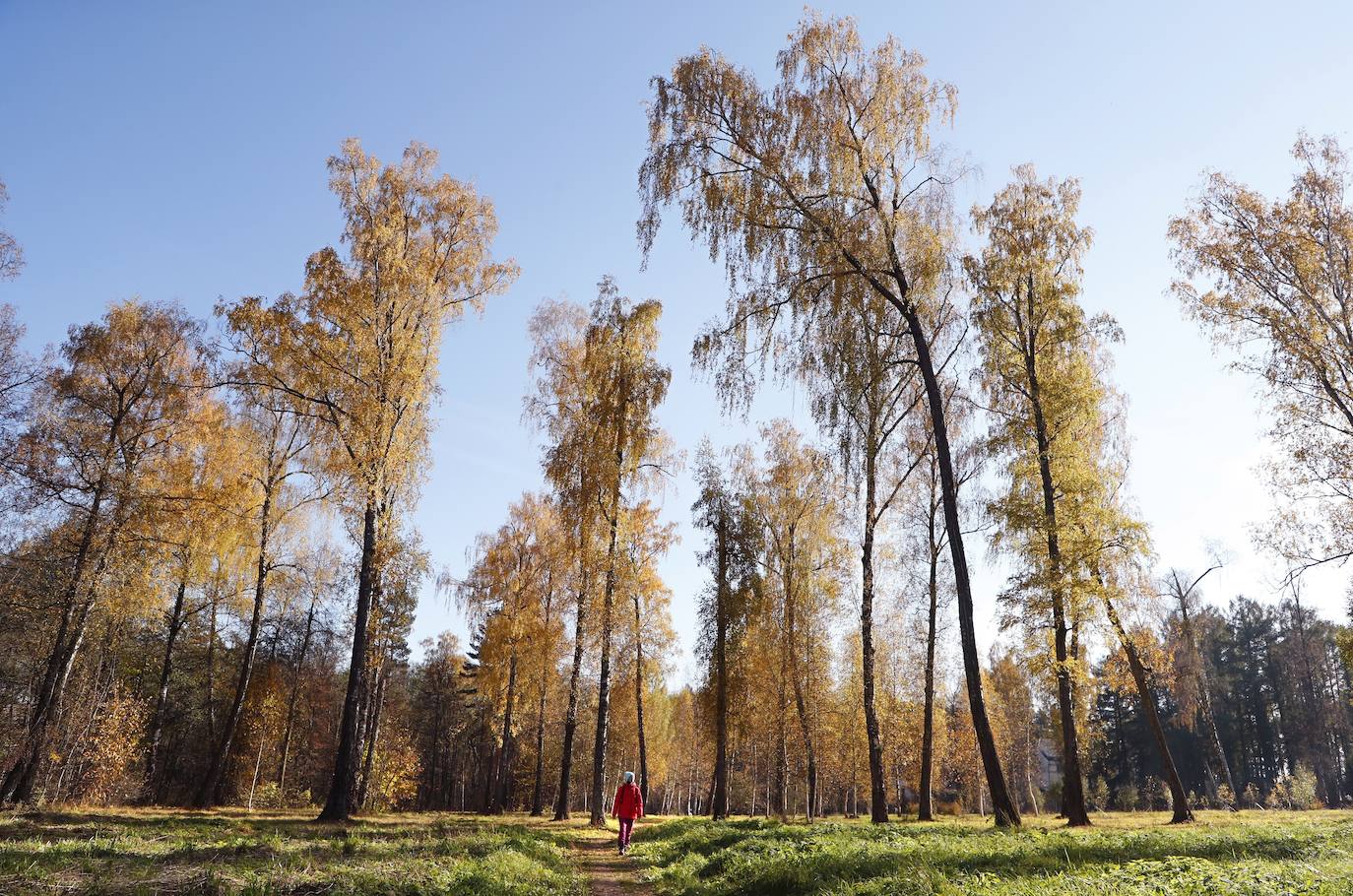 El otoño para muchos es la estación más bonita del año, en la que el frío comienza a abrirse paso entre un tinte de colores cálidos que cubre cada rincón. El verde se transforma en tonos naranjas que dejan paisajes dignos de películas, como el de la imagen, en Moscú (Rusia). 