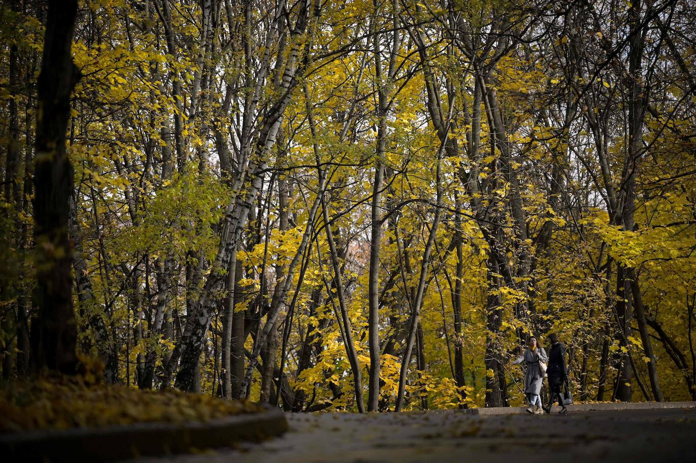 El otoño para muchos es la estación más bonita del año, en la que el frío comienza a abrirse paso entre un tinte de colores cálidos que cubre cada rincón. El verde se transforma en tonos naranjas que dejan paisajes dignos de películas, como el de la imagen, en Moscú (Rusia). 