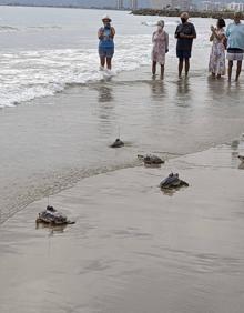 Imagen secundaria 2 - Suelta de tortugas en Cullera. 