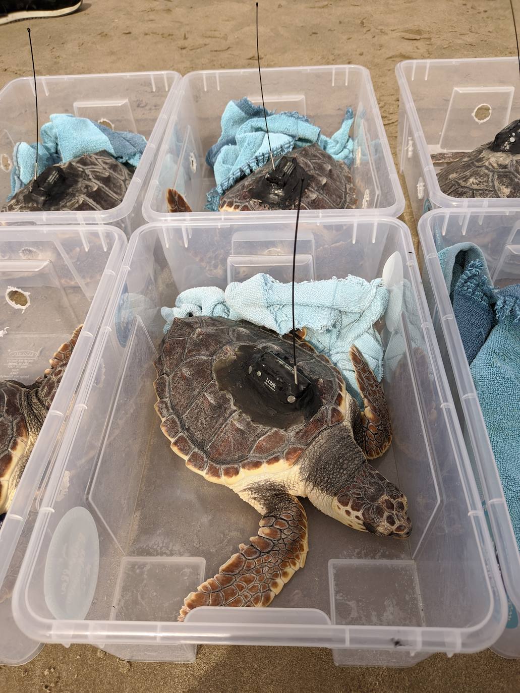 Fotos: Así ha sido la suelta de tortugas en Cullera