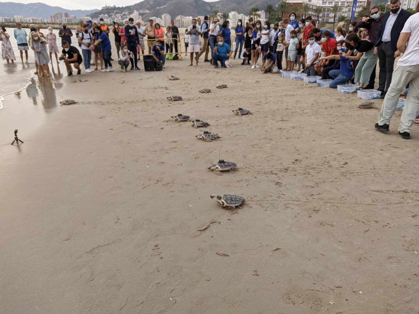 Fotos: Así ha sido la suelta de tortugas en Cullera