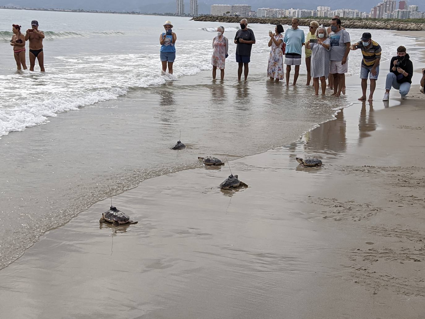 Fotos: Así ha sido la suelta de tortugas en Cullera