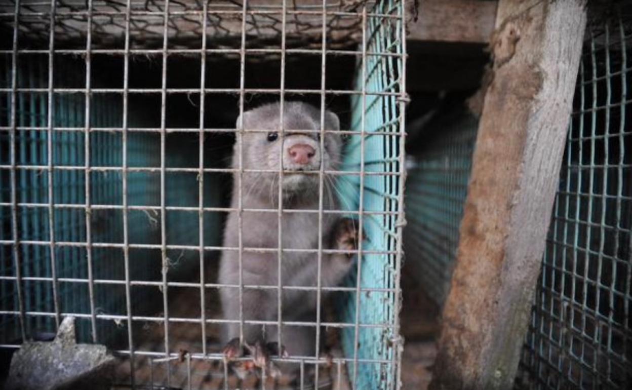 Un visón americano en una imagen de archivo