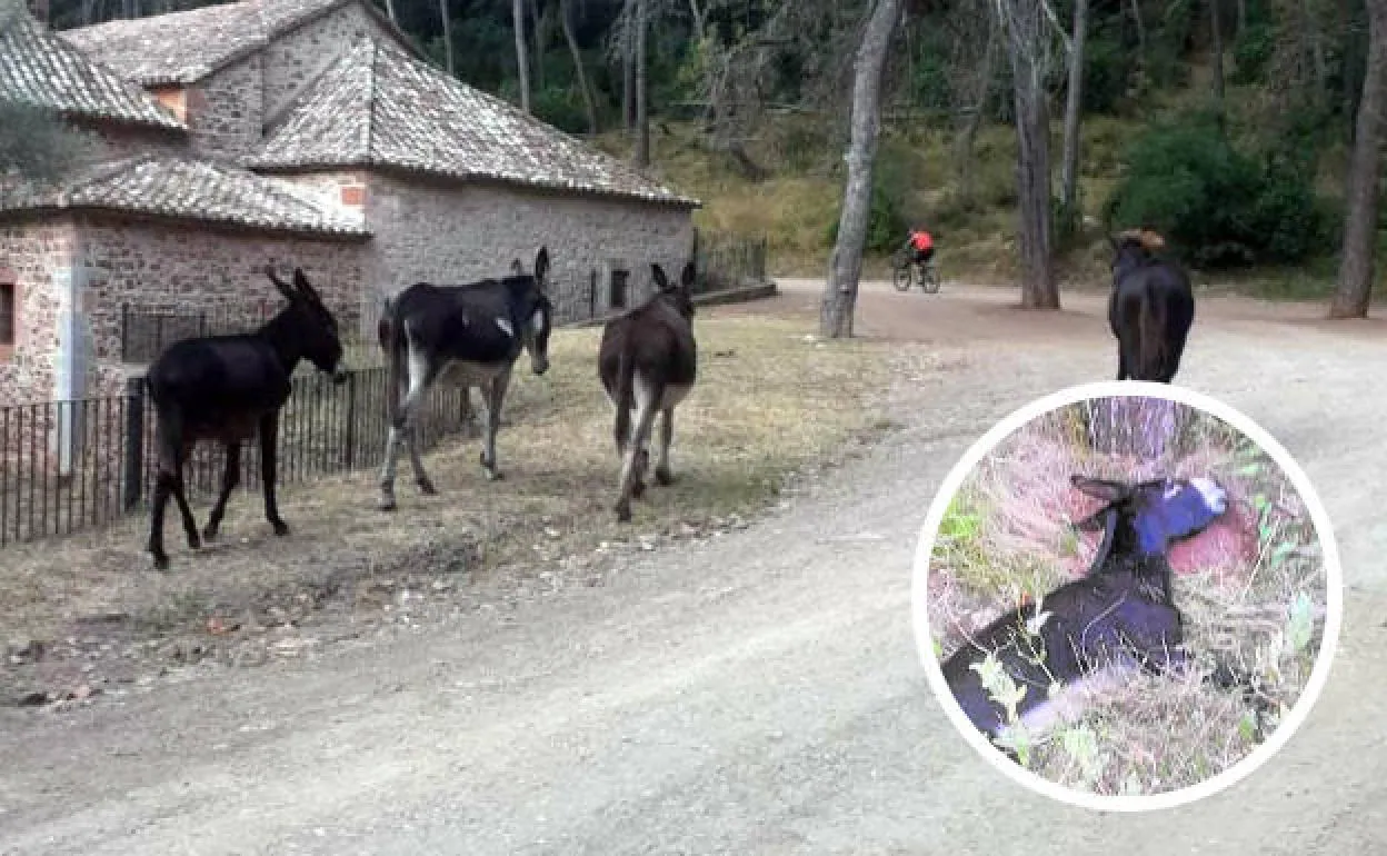 Los burros que debían limpiar el monte, junto al detalle de uno de los animales muertos. 