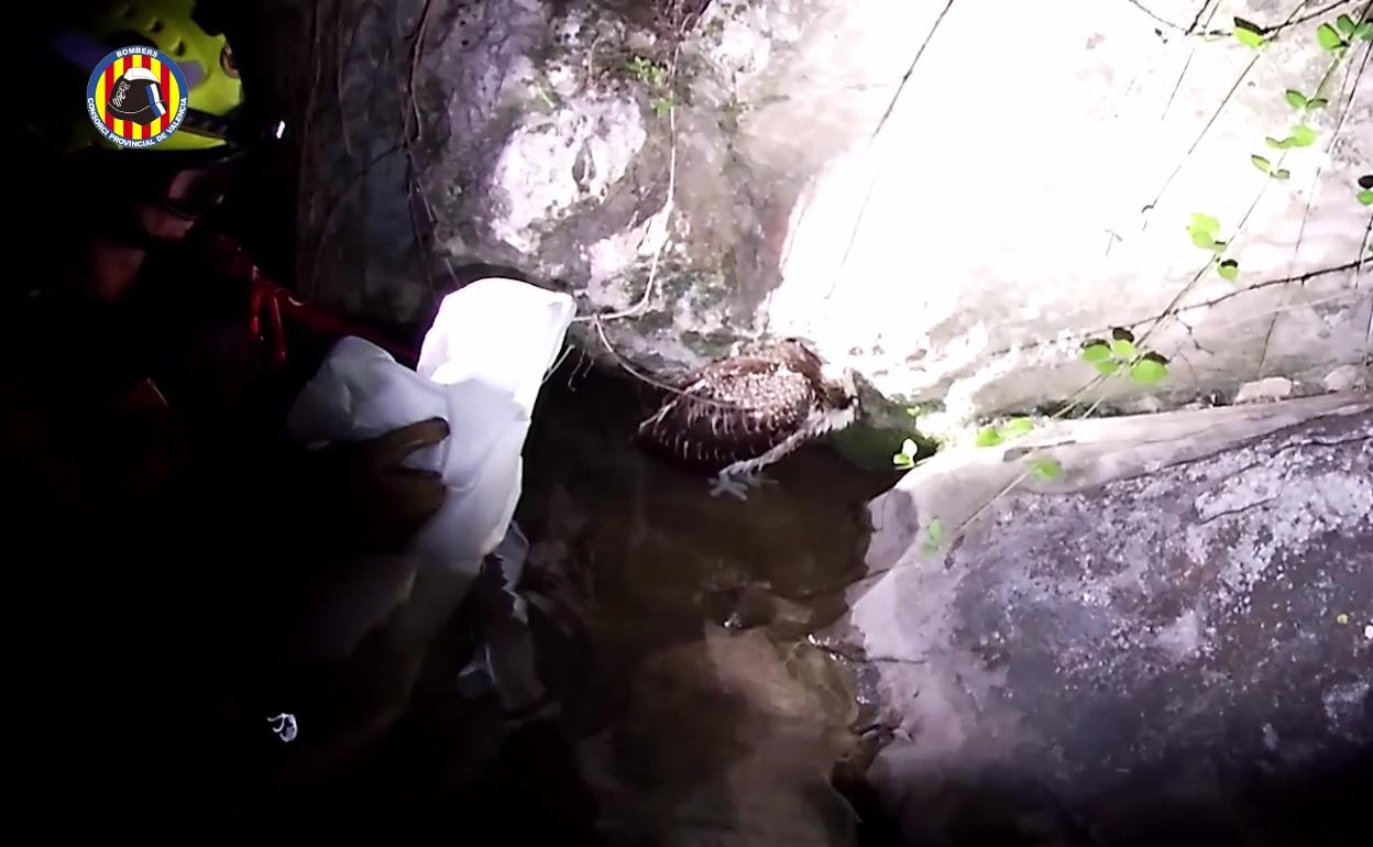 Momento en el que un agente del GERA rescató al águila en el río.