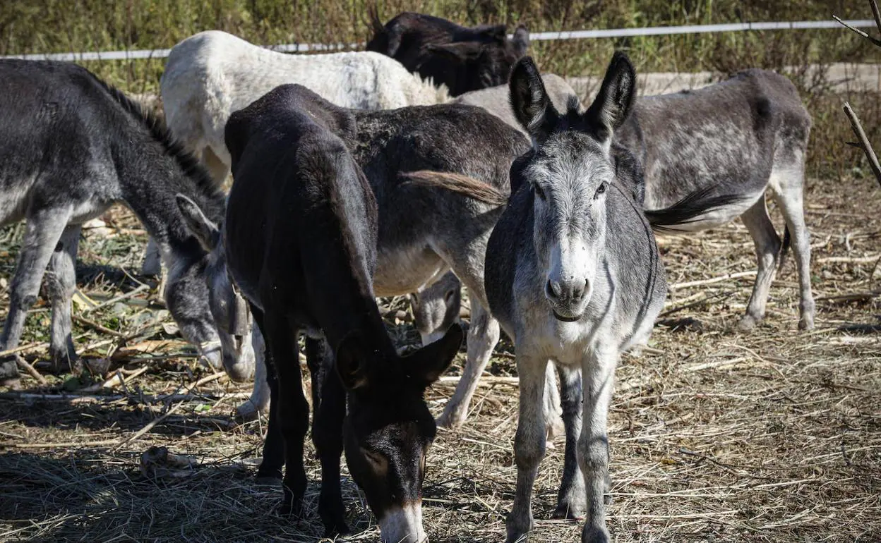 Burros muertos en el Desierto de Las Palmas | Las 12 dudas sobre la gestión de Mollà en la muerte de los burros de Las Palmas