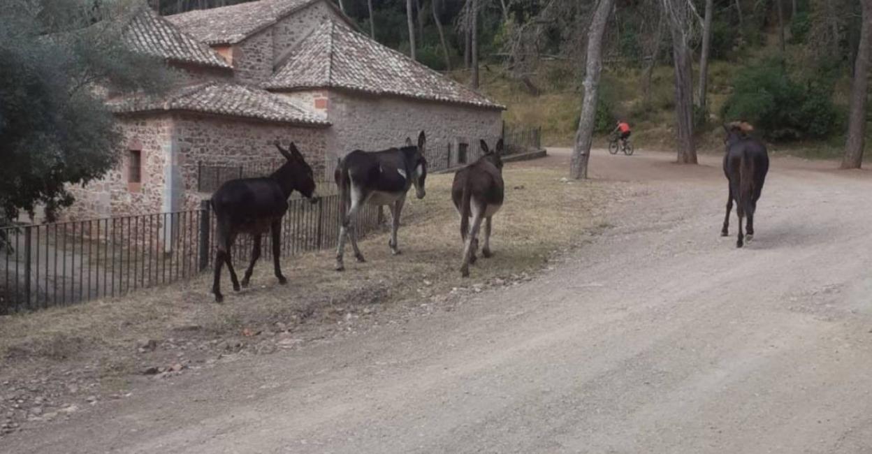 Dos de los burros, por una pista forestal, antes de su vuelta al Grau. radio castellón