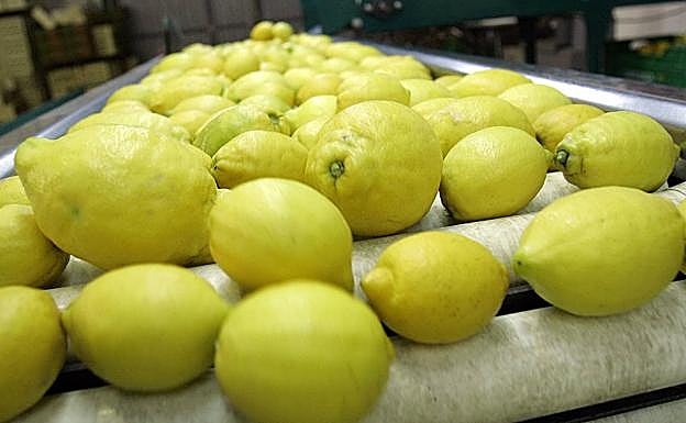 ¿De dónde son los limones de Mercadona?: este es su origen