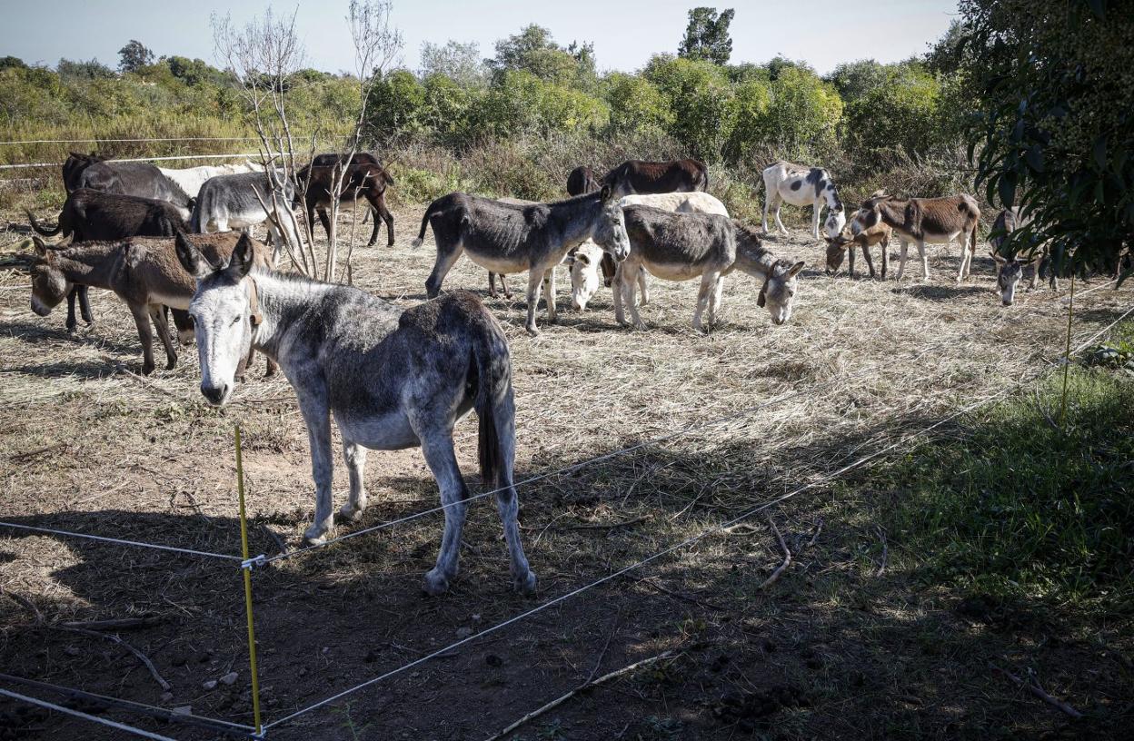 Los burros de prevención de incendios, ayer, en Castellón, retirados del fallido plan de prevención. J. SIGNES