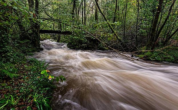Río Eume en su recorrido por el bosque. 