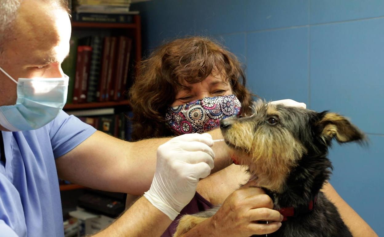 Un veterinario extrae el ADN a un perro. 