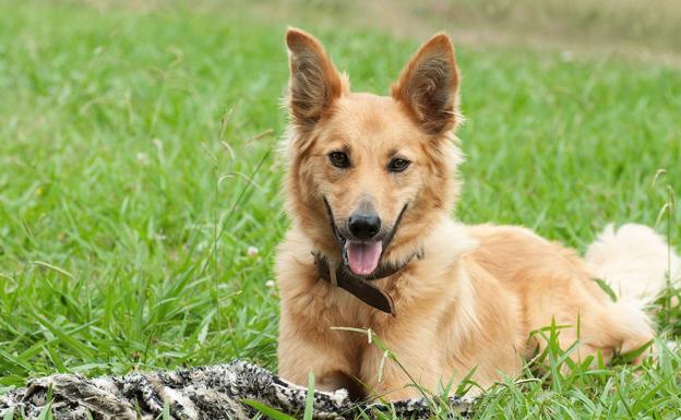 ¿Por qué tu perro mueve la cola?: esto es lo que quiere decirte