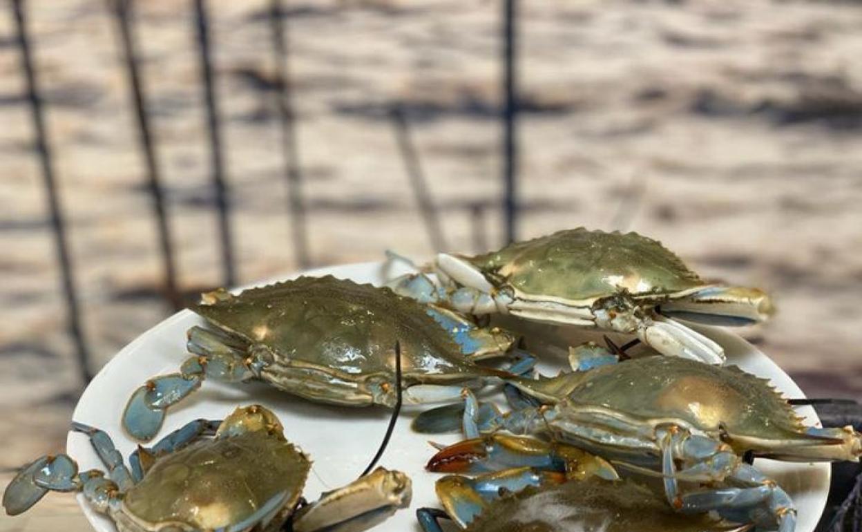 Cangrejo azul en la Albufera de Valencia