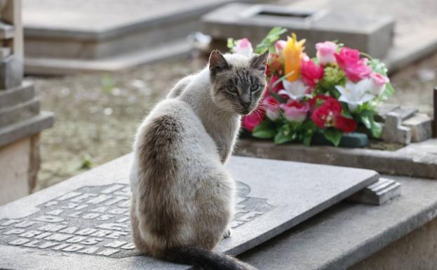 ¿Por qué a los gatos les gustan los cementerios?