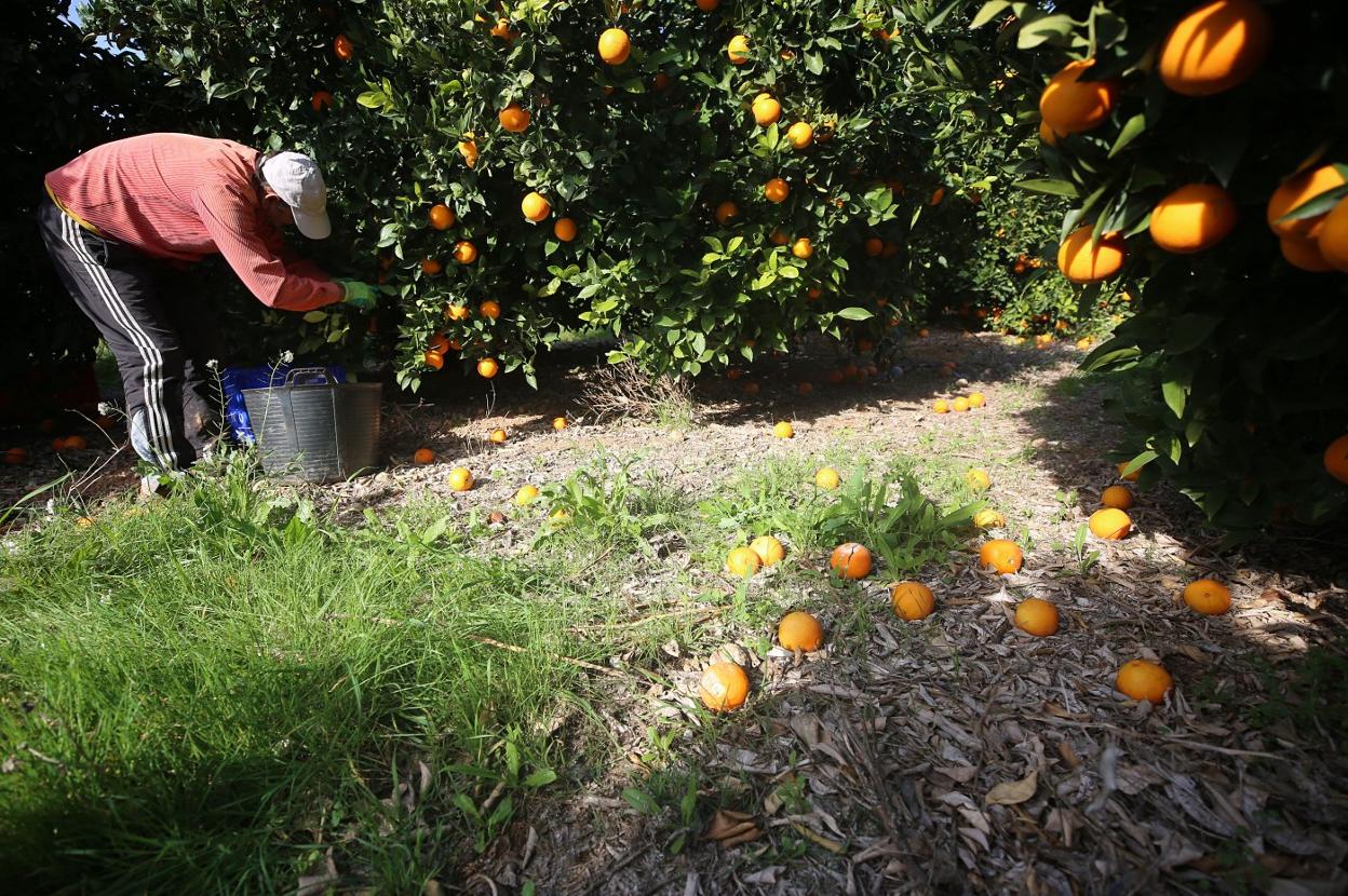 Una persona recoge naranjas en un campo. txema rodríguez