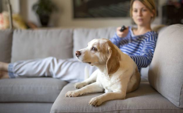 Por qué los perros miran fijamente la televisión