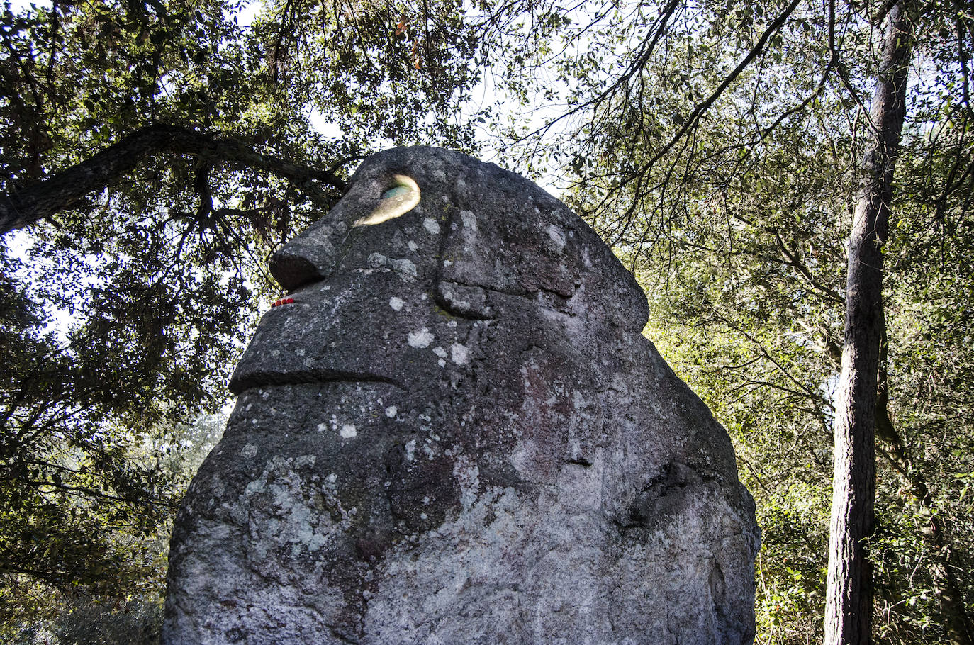 Fotos: El bosque encantado de Orrius, un lugar mágico y misterioso