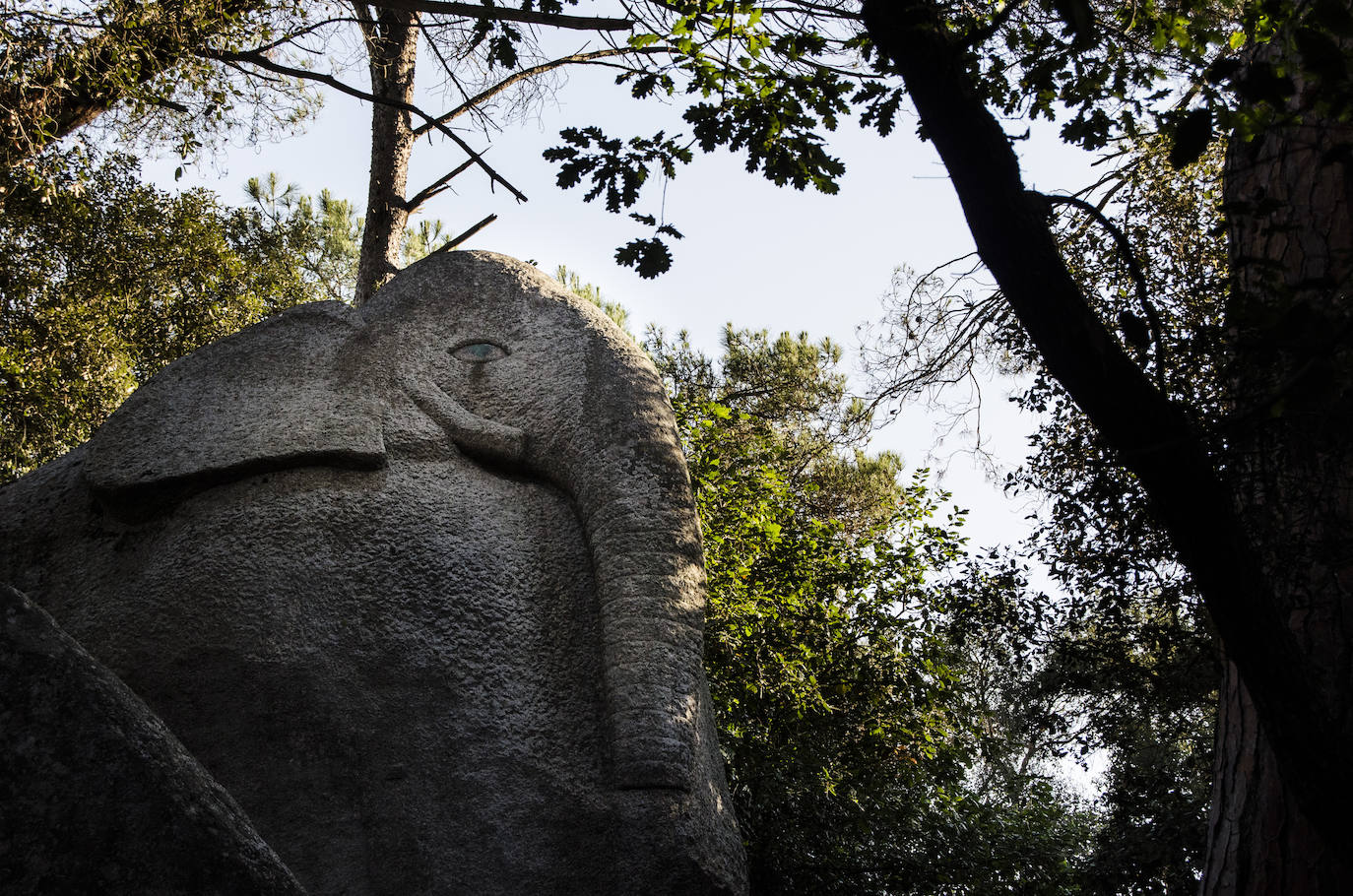 Fotos: El bosque encantado de Orrius, un lugar mágico y misterioso
