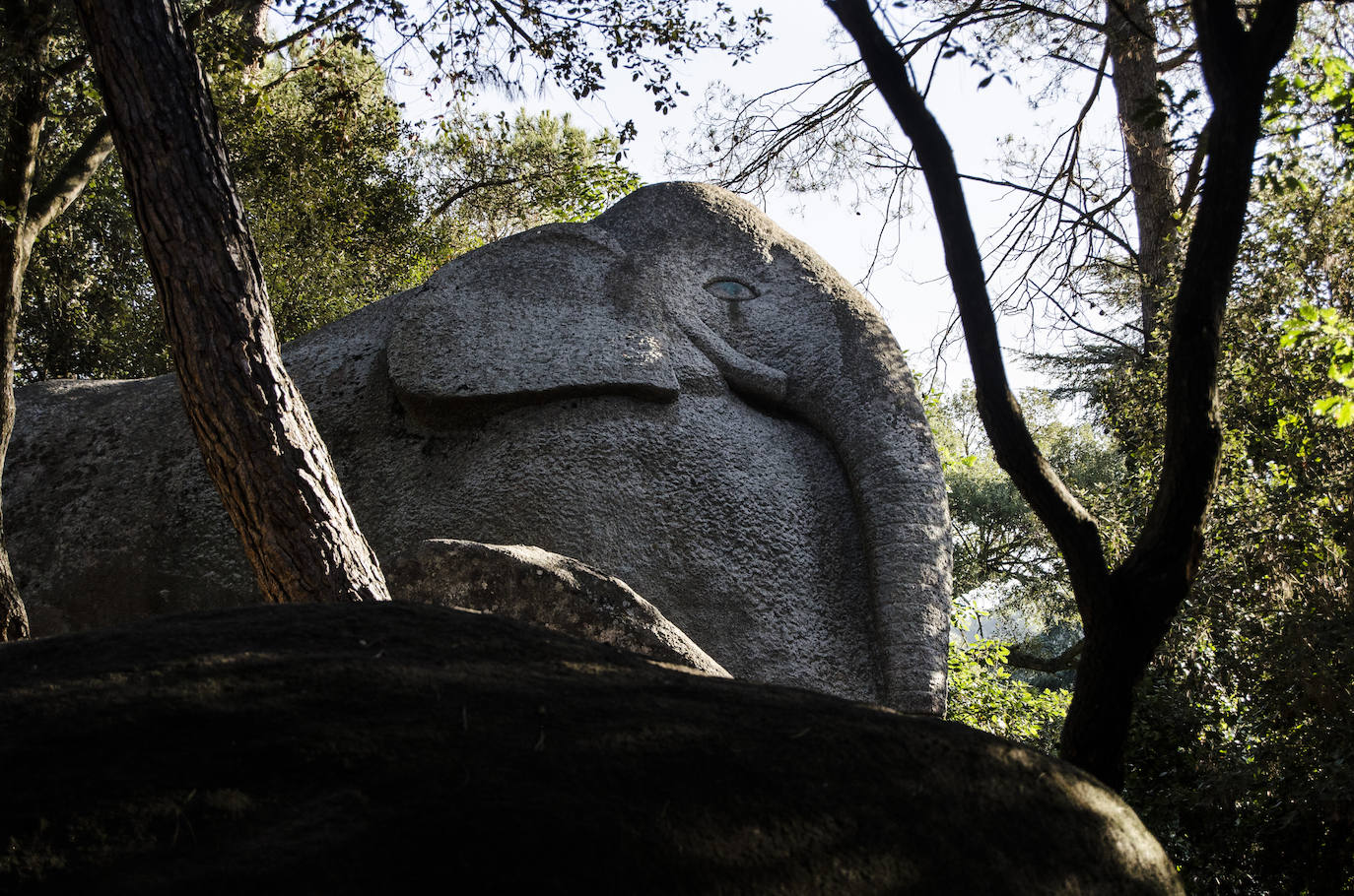 Fotos: El bosque encantado de Orrius, un lugar mágico y misterioso