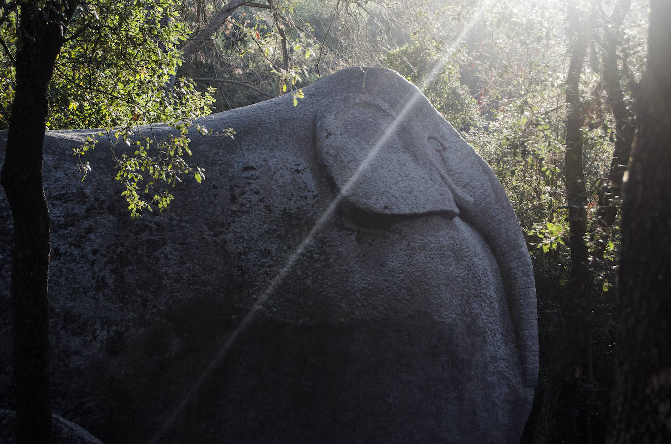 Fotos: El bosque encantado de Orrius, un lugar mágico y misterioso