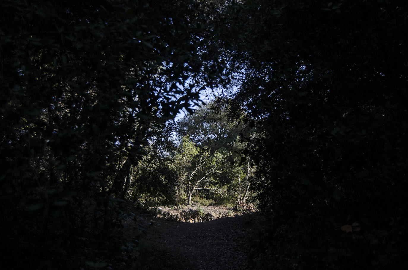 Fotos: El bosque encantado de Orrius, un lugar mágico y misterioso