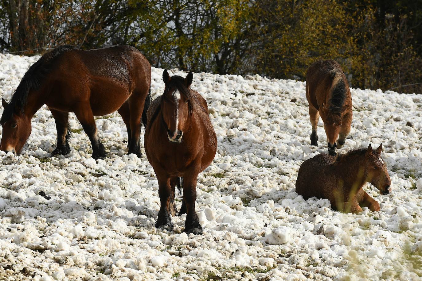 La primera nevada del otoño de 2021 cae en el norte de la península ibérica. 