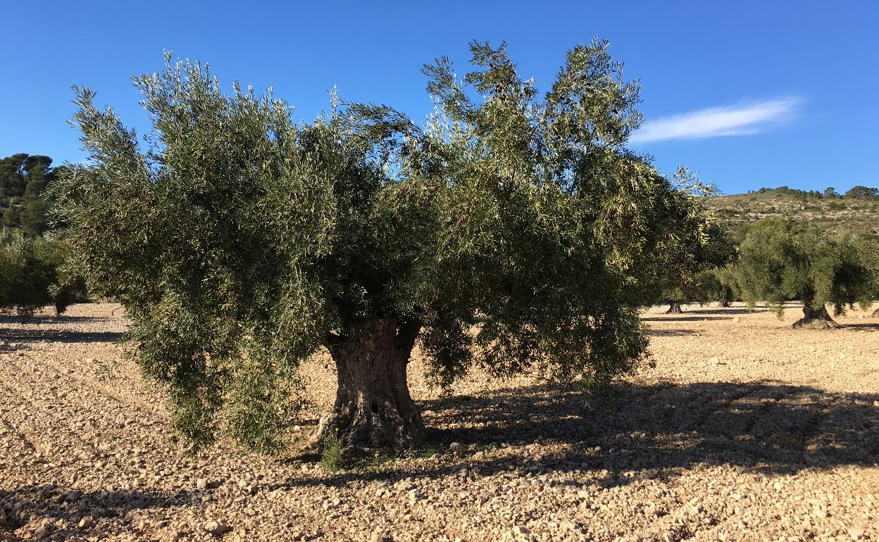 El auge del aceite valenciano: un paseo por el Alto Vinalopó