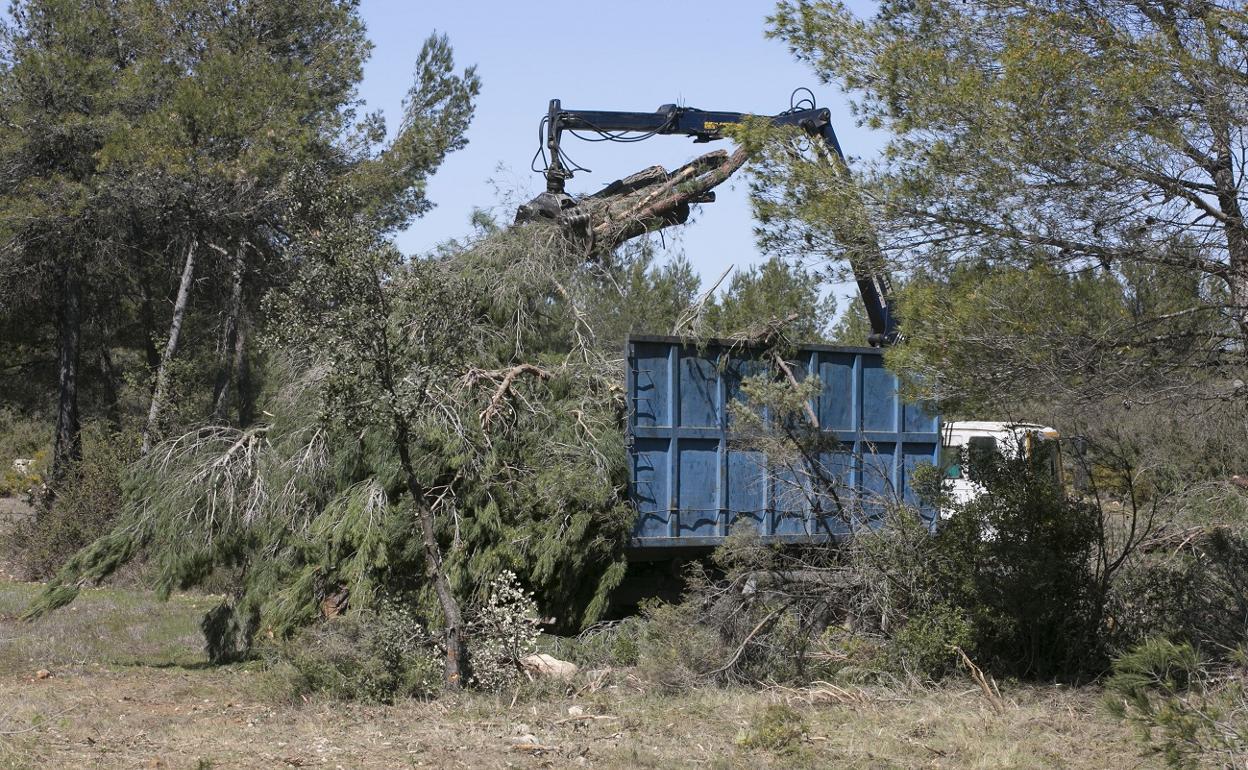 Vuelven a surgir discrepancias en el proyecto de extracción de biomasa en la sierra de Enguera. 