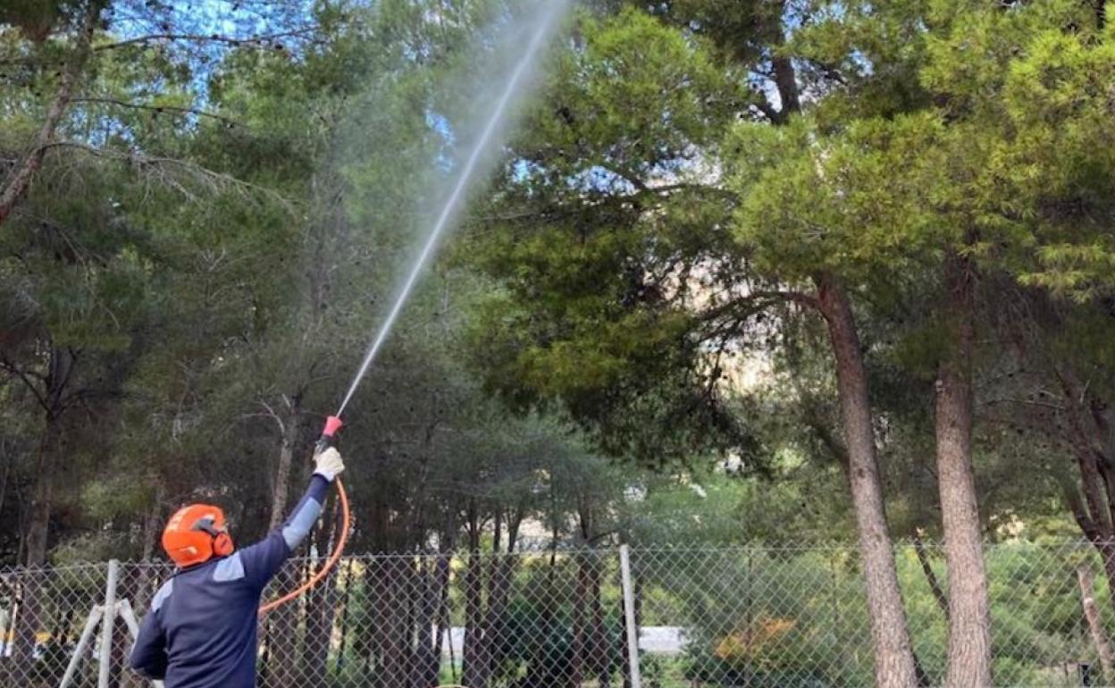 Un trabajador municipal aplica el tratamiento en una pinada