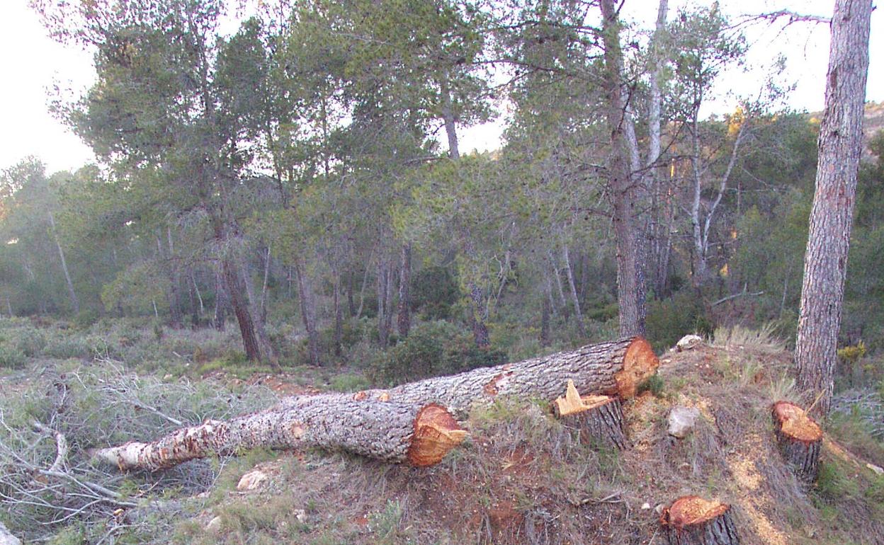 Tala de árboles en la sierra de Enguera en el año 2000.