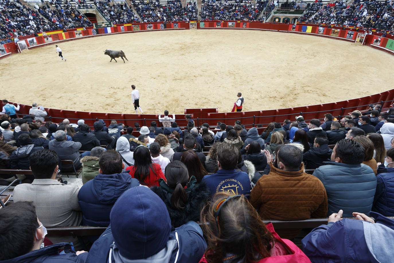 Miles de personas se dan cita en el coso de la calle Xàtiva para vivir el regreso de esta competición taurina popular con representantes valencianos, del resto del territorio nacional e incluso de Francia