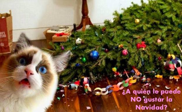 En el VAR de la Navidad, el árbol intentó matar al michi 