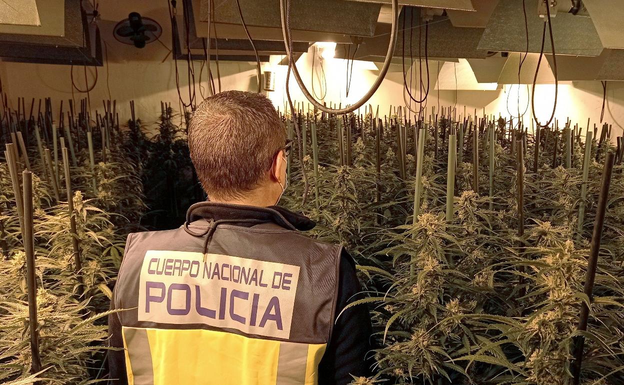 Un policía nacional en una plantación de marihuana. 