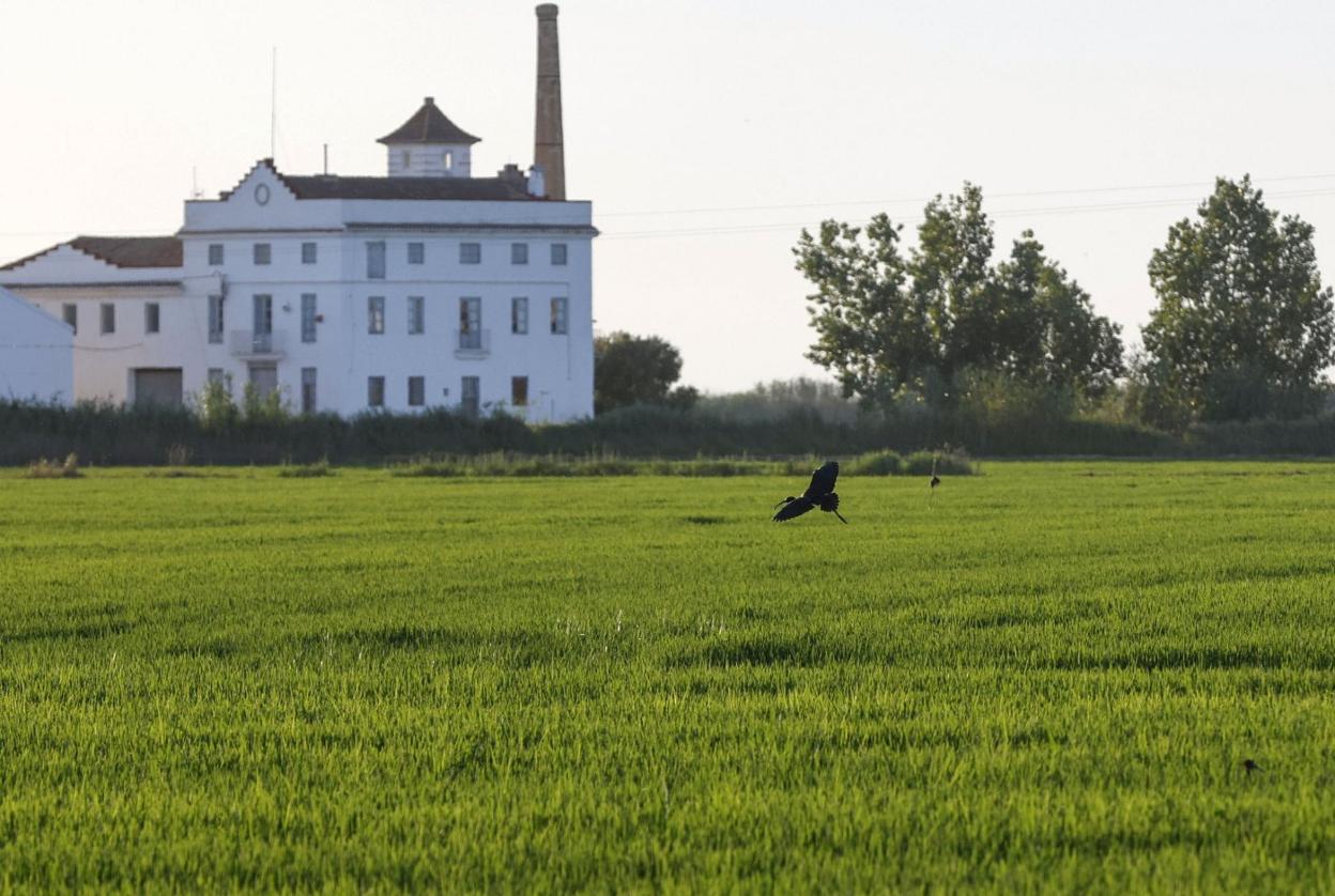 Un ave sobrevuela un campo de arroz en la Albufera. jesús signes