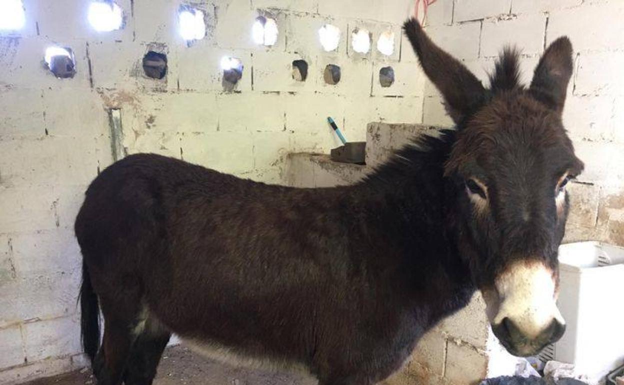 La burra que fue trasladada al refugio de animales municipal. 