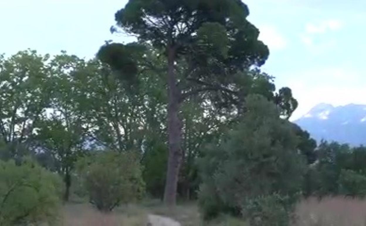 El paraje del  Pi de Cairent en Aielo de Malferit se vería afectado por la planta solar. 