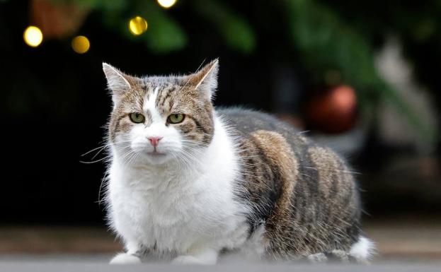 Mandarinas: el arma definitiva para que tu gato no destroce el árbol de Navidad