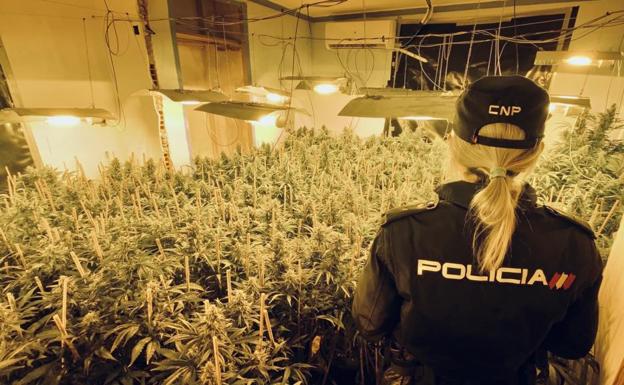 La Policía desarticula seis puntos de cultivo de marihuana en Alzira y Algemesí y detiene a 10 personas