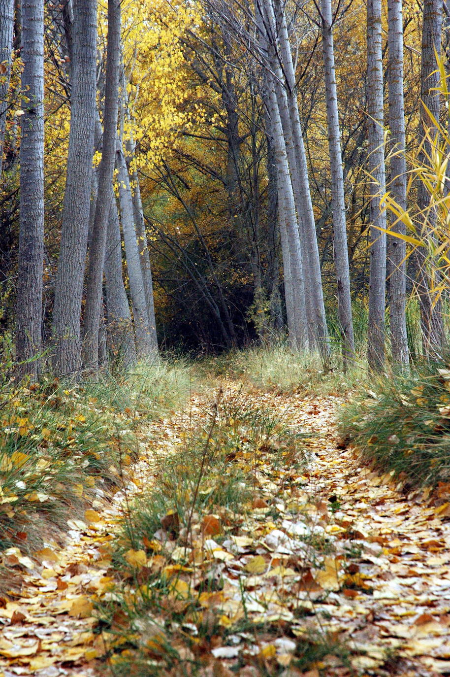 4.- ORIHUELA DEL TREMEDAL (Teruel): 'Reconocimiento 2022 a la gestión de espacios naturales' | Este galardón ha sido otorgado al Ayuntamiento de la localidad, que "ha conseguido hacer de sus recursos naturales (Bosques en los Montes Universales, en la imagen, Tremedales y Ríos de Piedra) un recurso turístico de primer orden con instalaciones de merenderos y refugios de calidad, rutas y senderos señalizados".