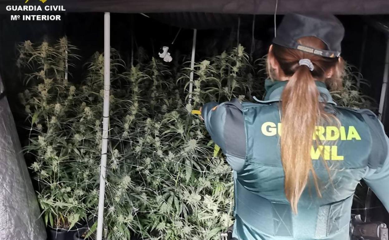 Algunas de las plantas de marihuana cultivadas en uno de los chalés registrados en Calp. 
