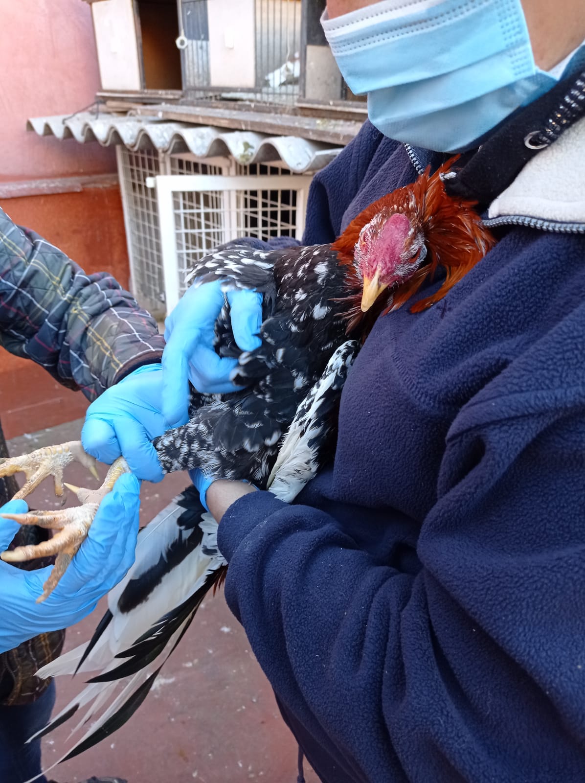 Fotos: La Policía Local de Valencia desmantela un criadero de gallos de pelea