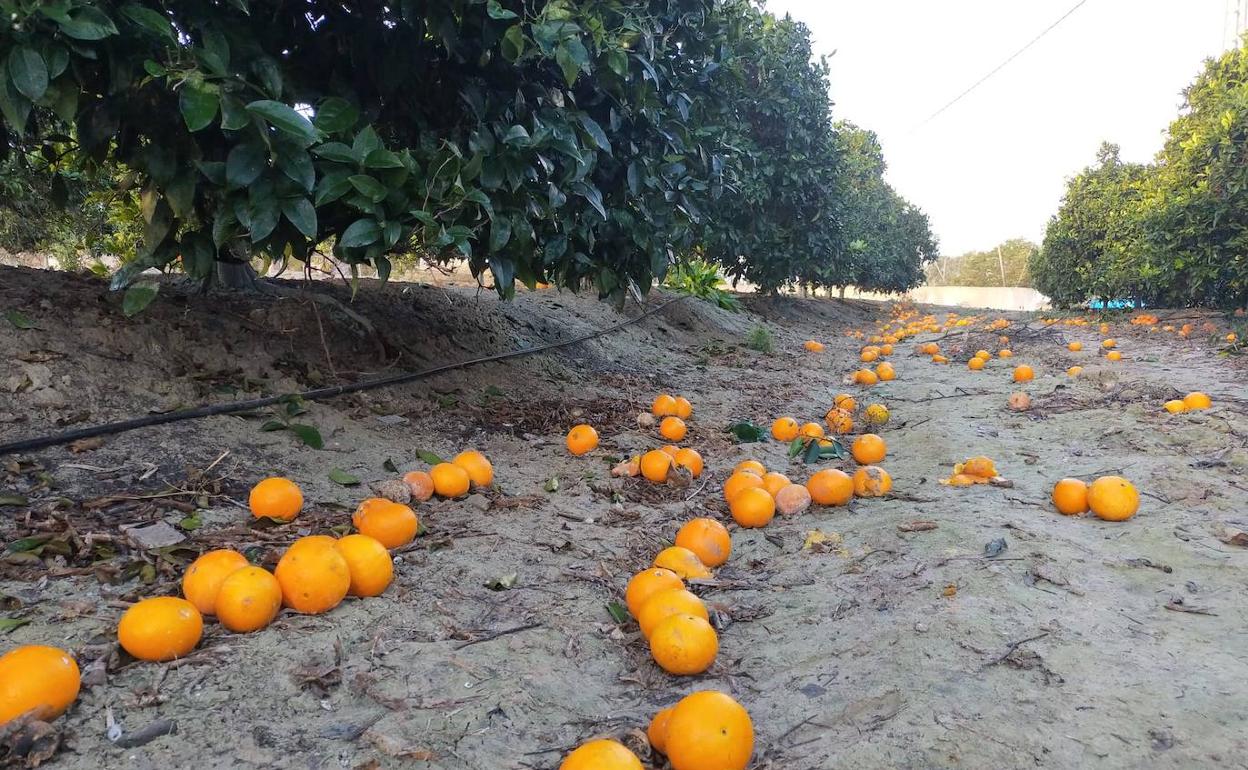 Asaja Alicante cifra las pérdidas en el inicio de la campañade la naranja en 50 millones de euros. 