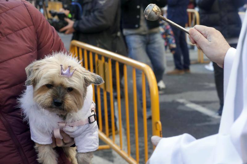 La bendición de animales se ha vuelto a celebrar en 2022 en la calle Sagunto de Valencia. 