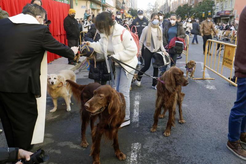 La bendición de animales se ha vuelto a celebrar en 2022 en la calle Sagunto de Valencia. 