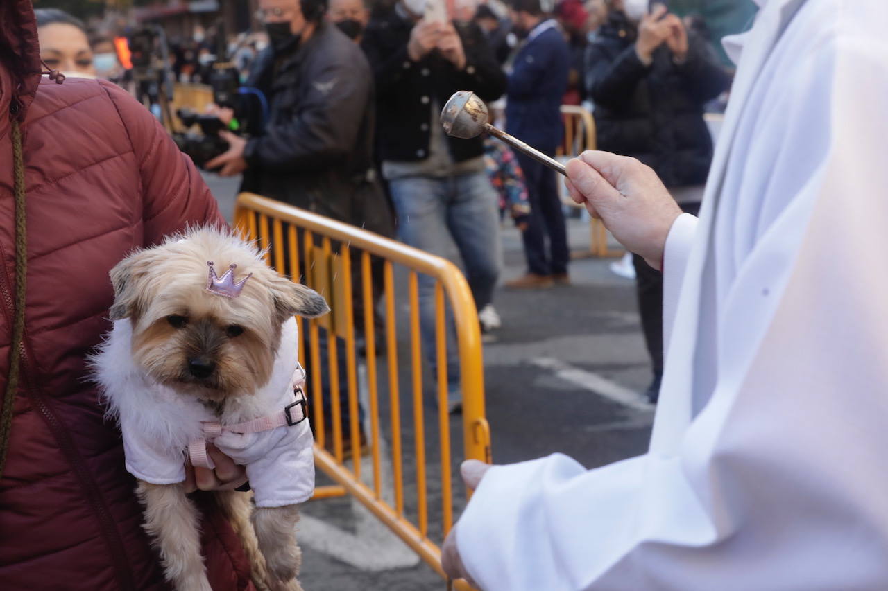 La bendición de animales se ha vuelto a celebrar en 2022 en la calle Sagunto de Valencia. 